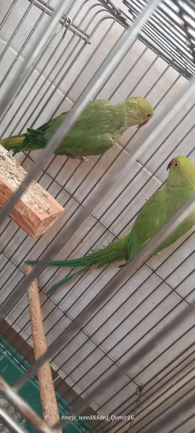 طوطی ملنگو ماده|پرنده|قم, سراجه (۱۵ خرداد)|دیوار