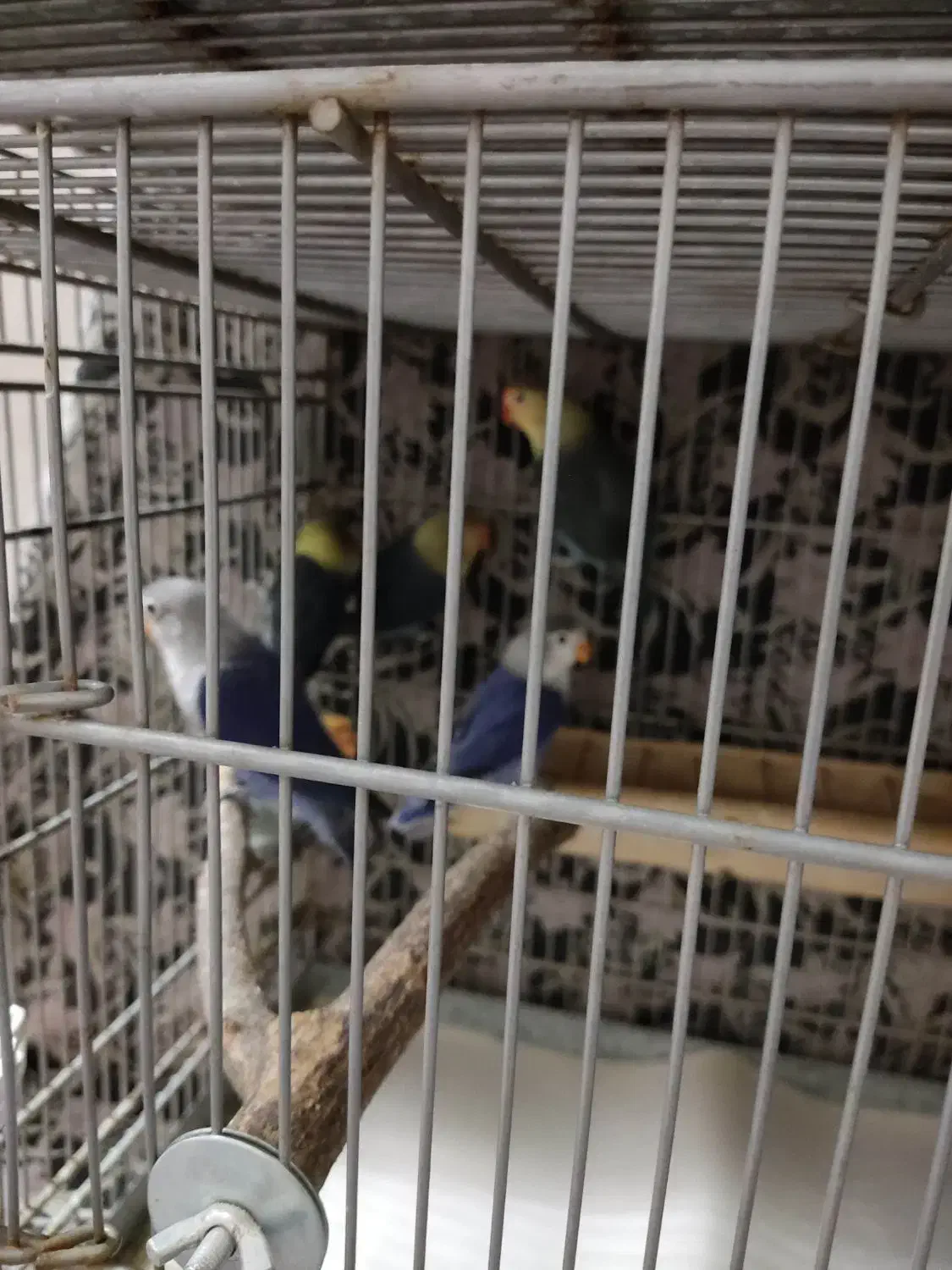 کوتوله رنگ خاص|پرنده|قم, لسانی|دیوار