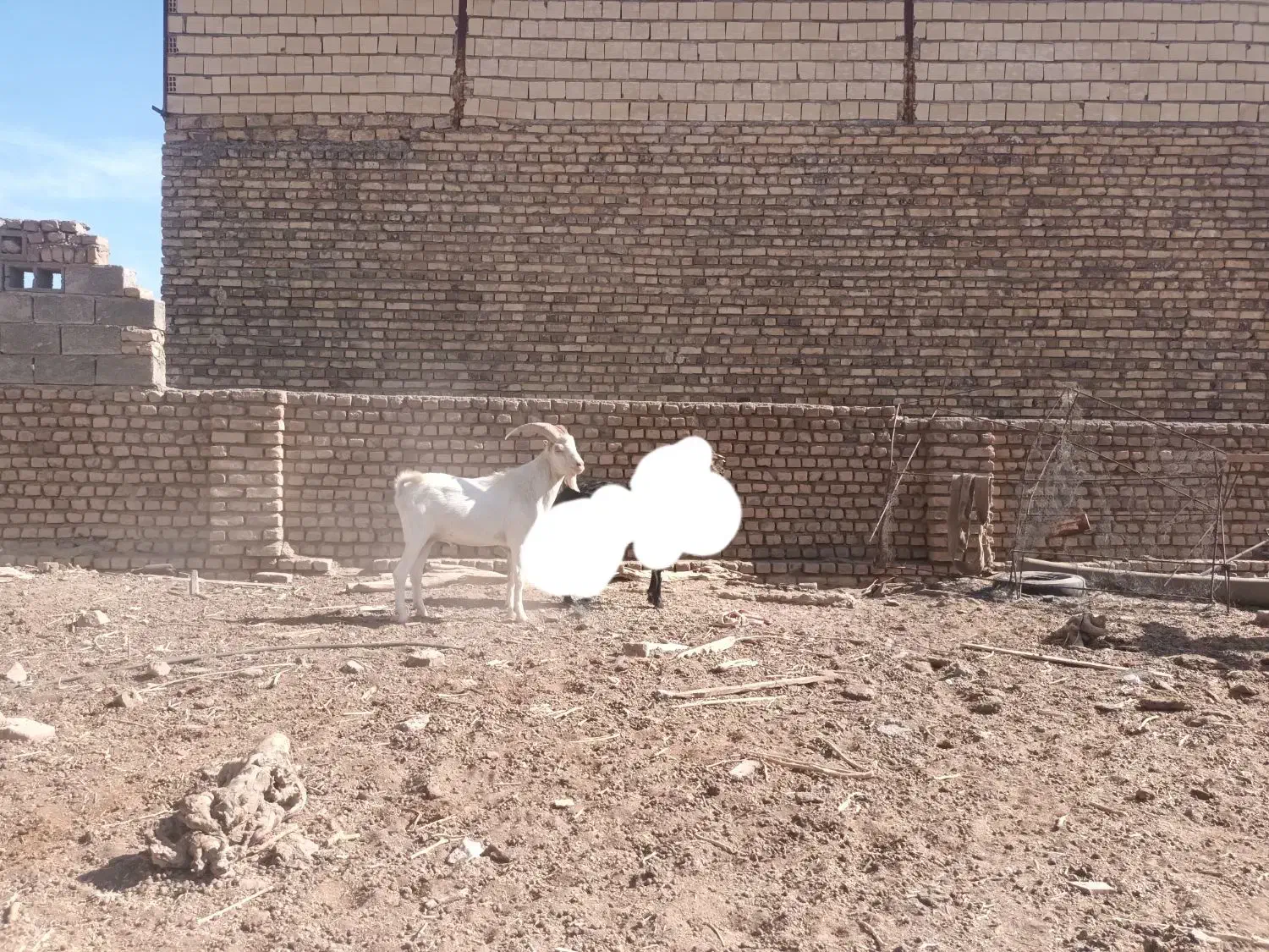 نربز سانن|حیوانات مزرعه|گناباد, |دیوار