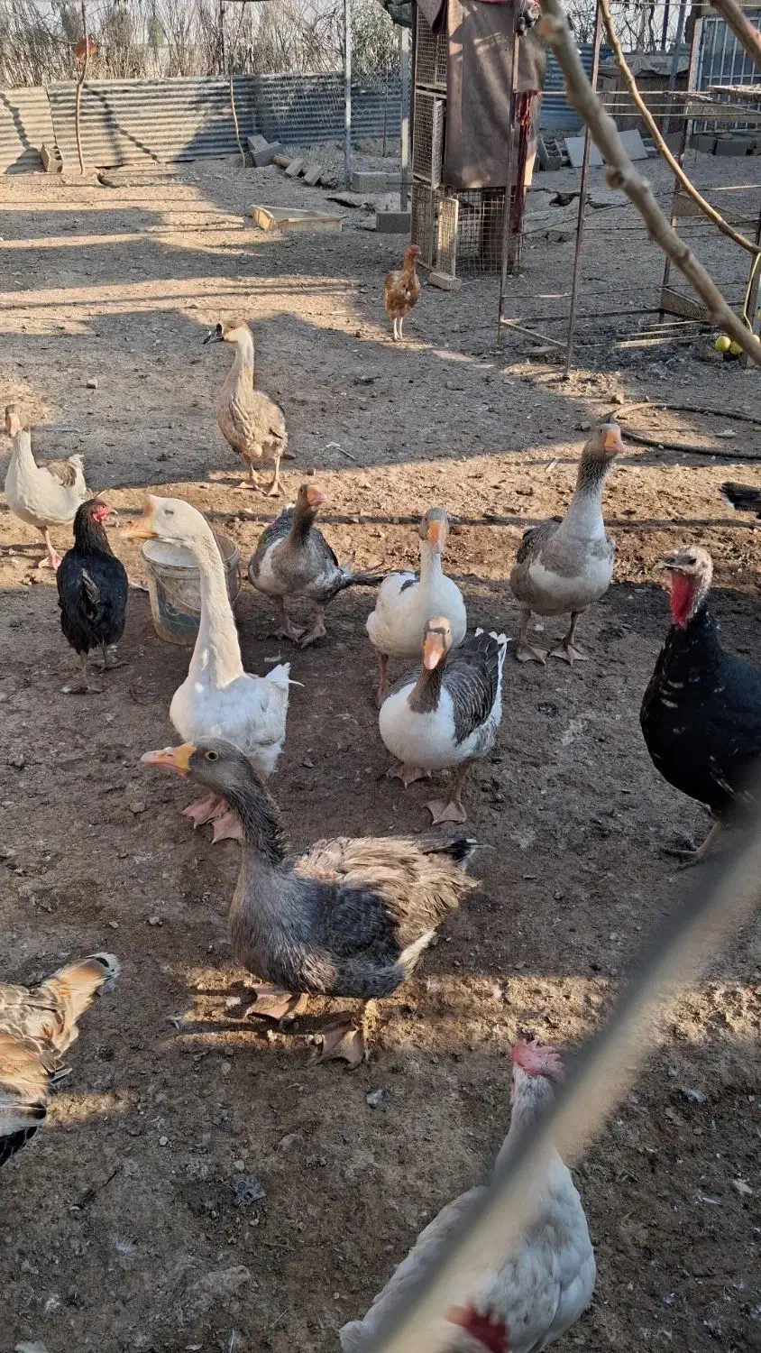 غاز اورک بوقلمون معاوضه مرغ .برشیری. بزغاله|حیوانات مزرعه|خاوران, |دیوار