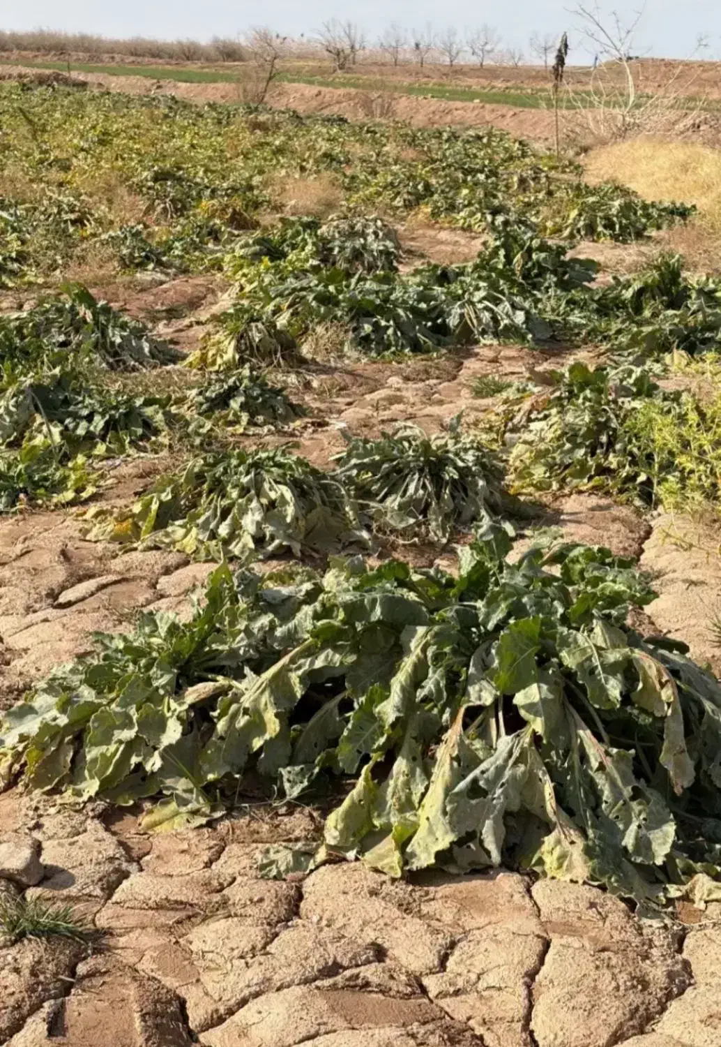 چغندر رسمی|خدمات باغبانی و درختکاری|تربت‌حیدریه, پائین ولایت|دیوار