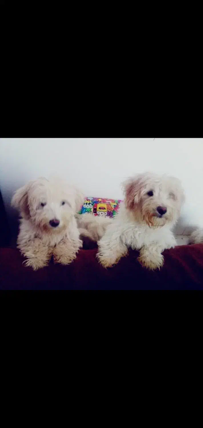 سگ پودل اسپیدز|سگ|کرج, دهقان ویلا|دیوار