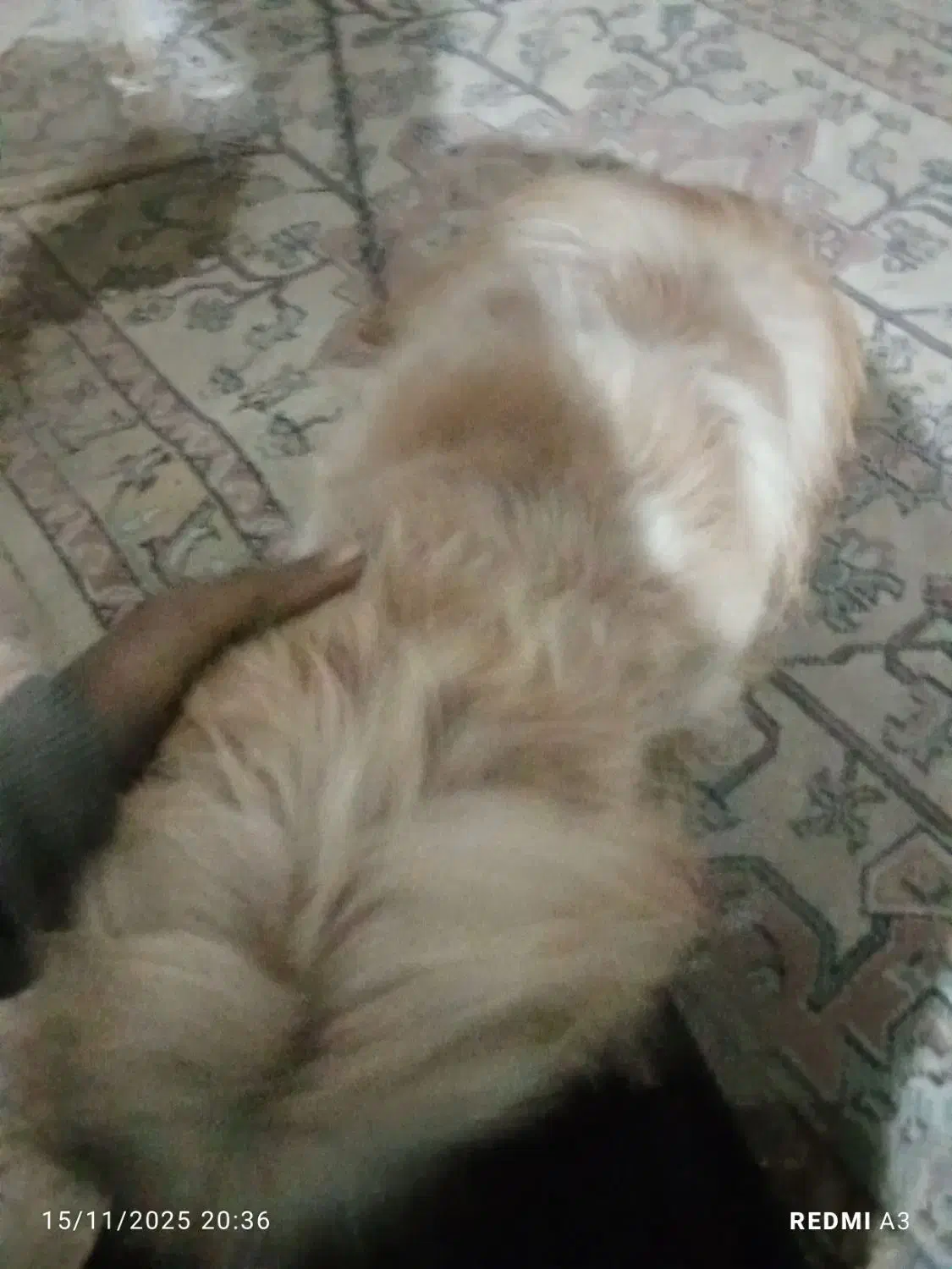 سگباهوش|سگ|کرج, کمالشهر|دیوار