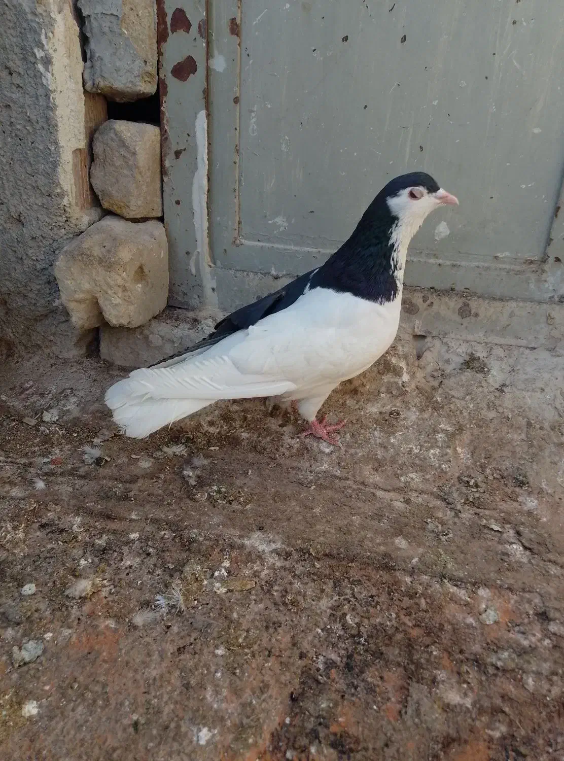 چپ سیاه نرشقه 750|پرنده|بجنورد, |دیوار