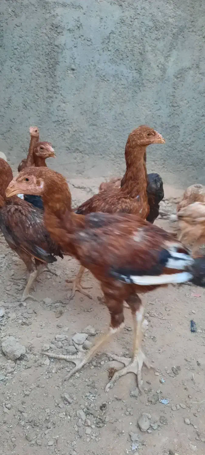 جوجه لاری مرغ و خروس|حیوانات مزرعه|کرمانشاه, |دیوار