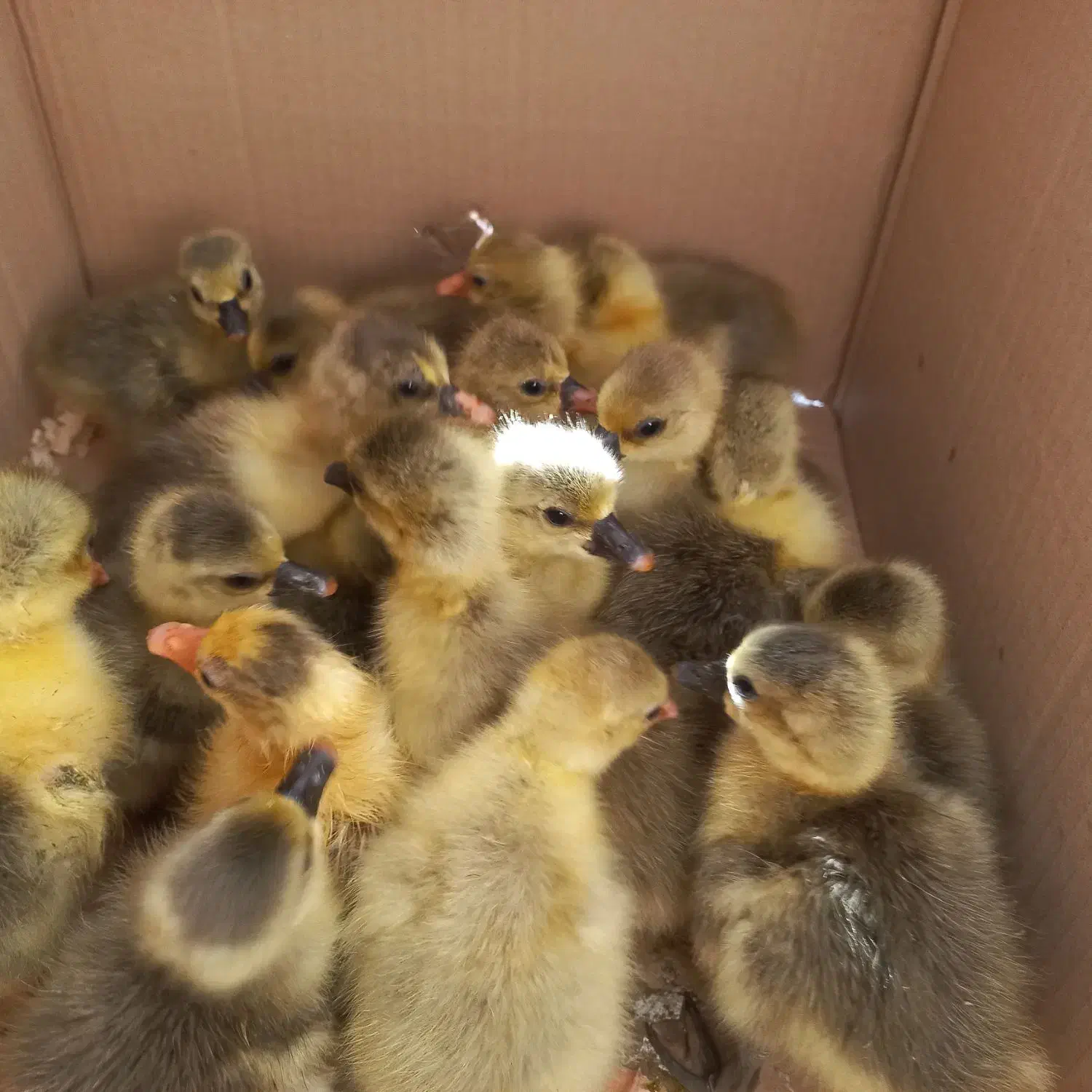 جوجه غاز محلی|حیوانات مزرعه|نقده, |دیوار