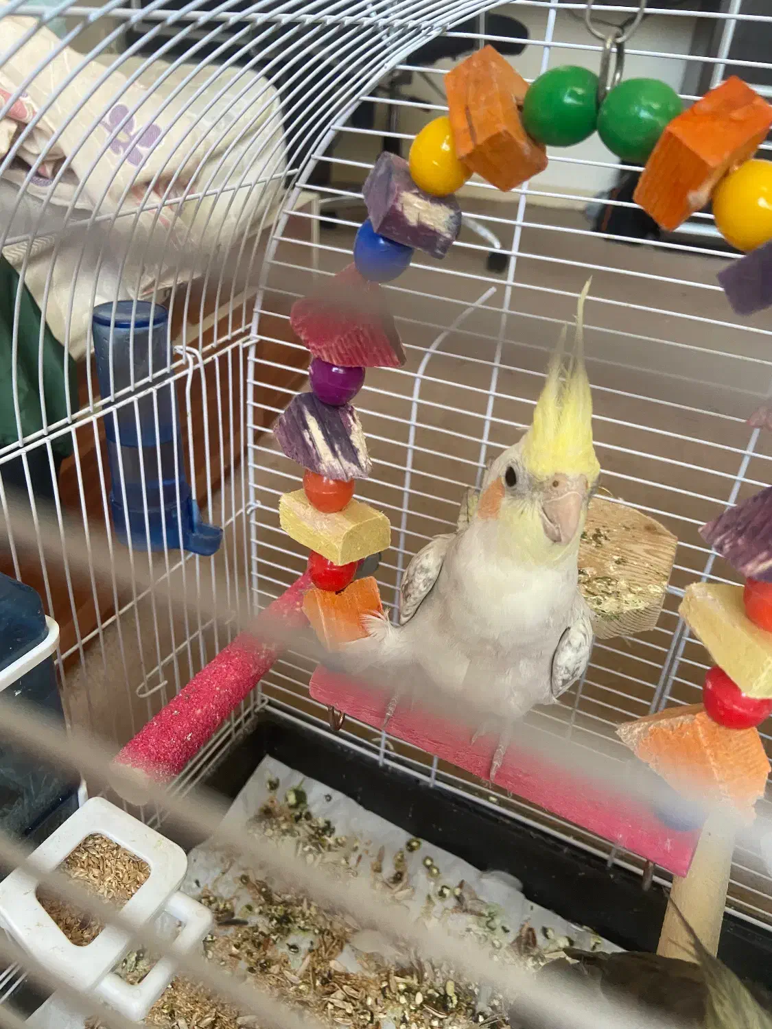 پرنده عروس هلندی|پرنده|تهران, تهرانپارس شرقی|دیوار