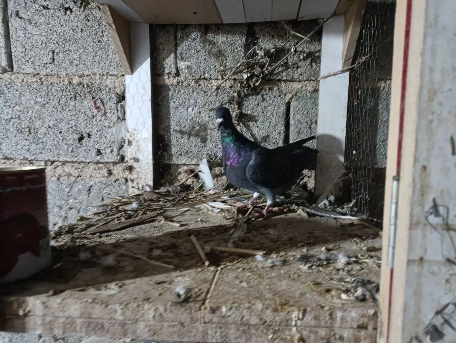 کبوتر کوهی|پرنده|شیراز, شهرک گلها|دیوار