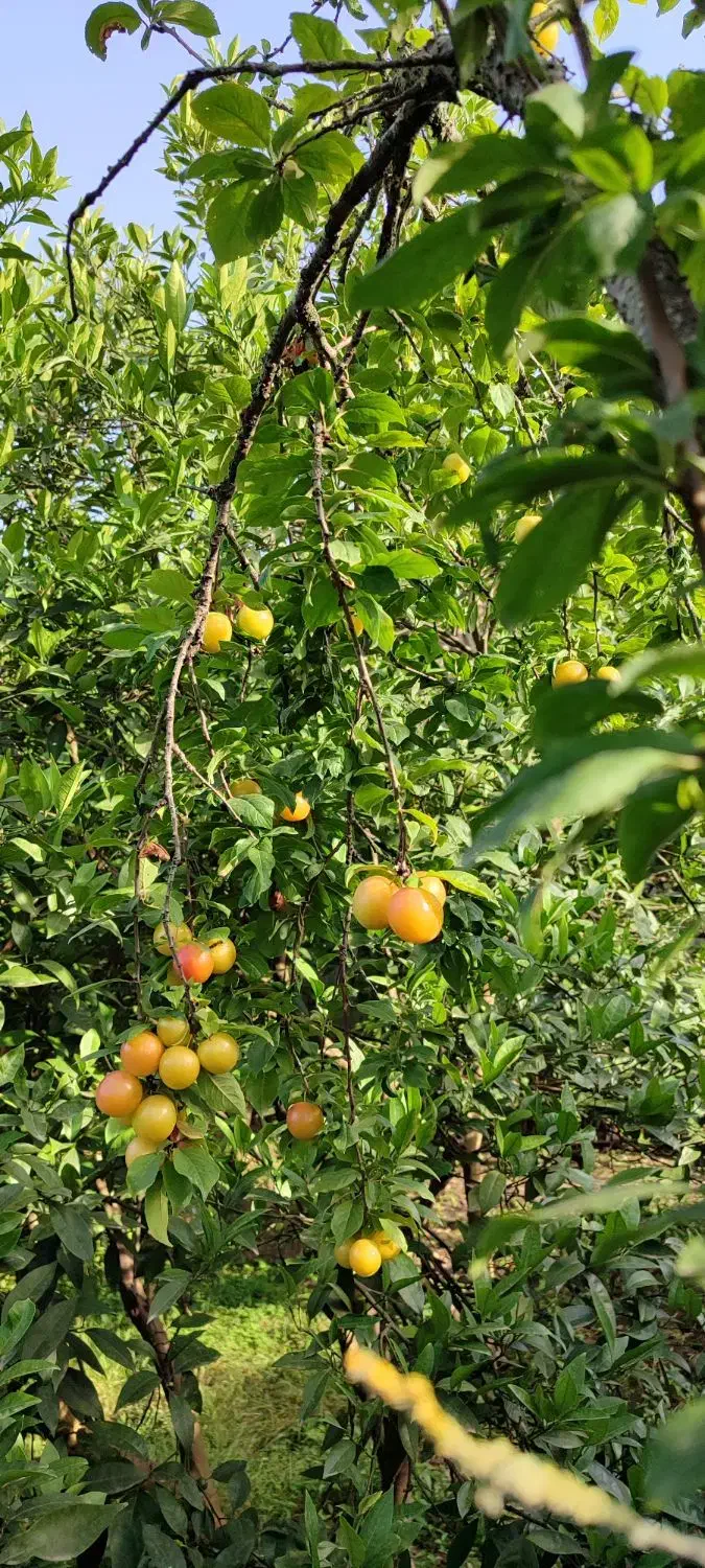 دو دانگ فاز ۳جنوبی عظیمیه قزوین|فروش زمین و ملک کلنگی|آوج, |دیوار