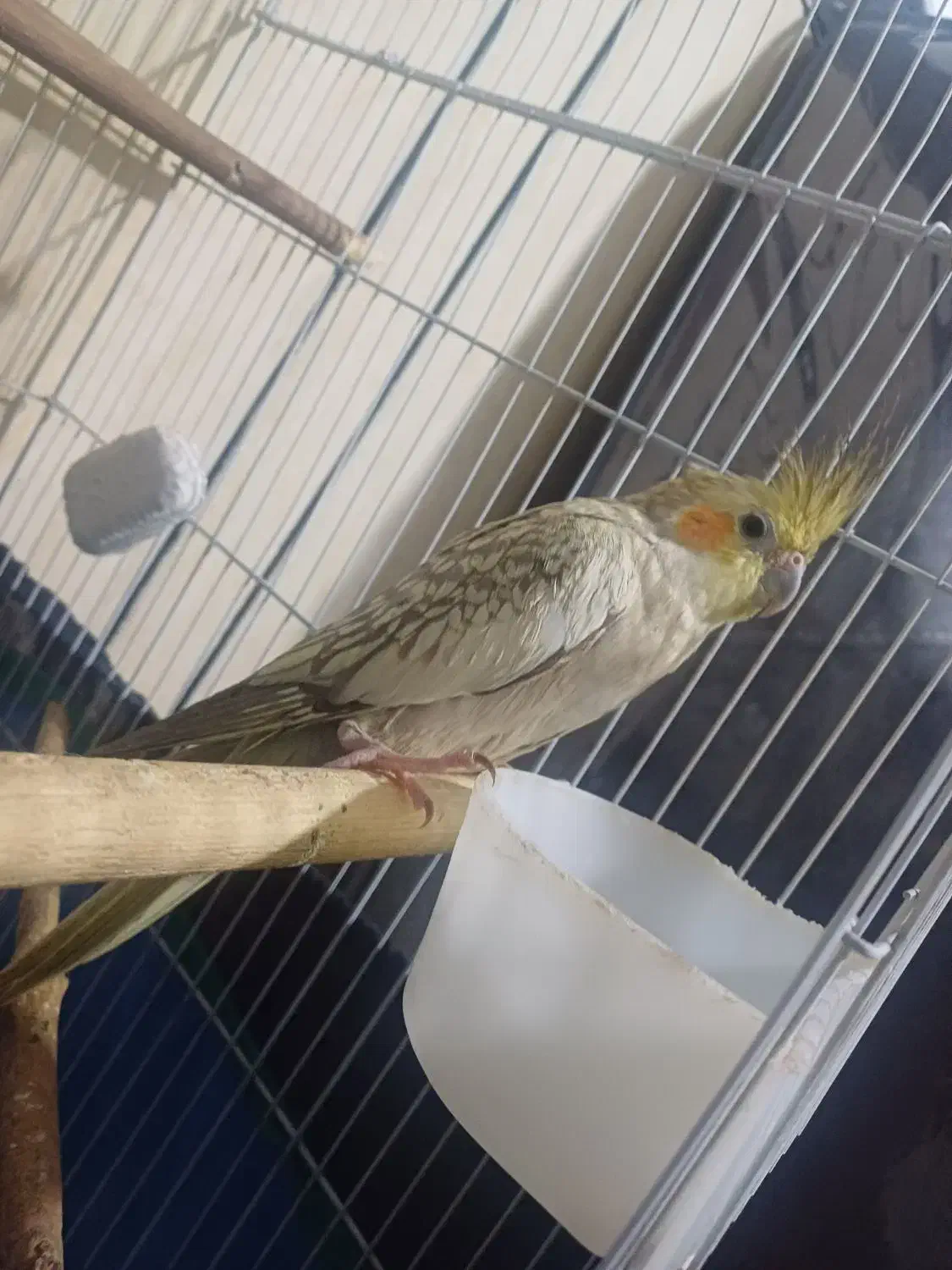 عروس هلندی|پرنده|خرمدره, |دیوار