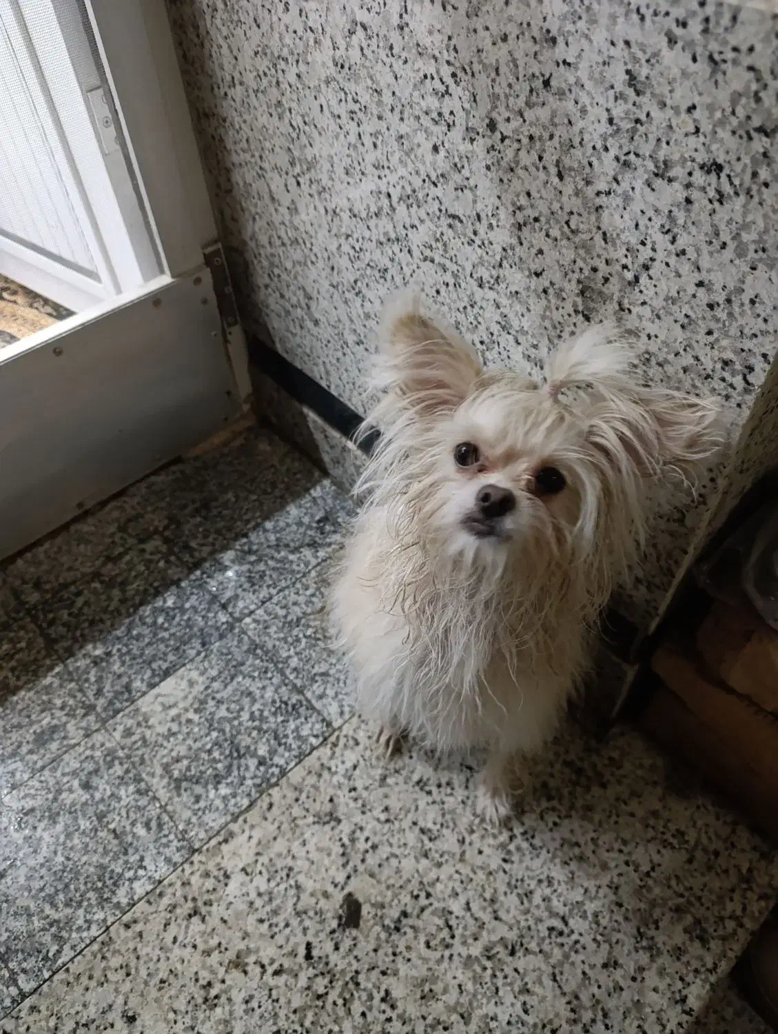 سگ پامر|سگ|قم, زاویه|دیوار