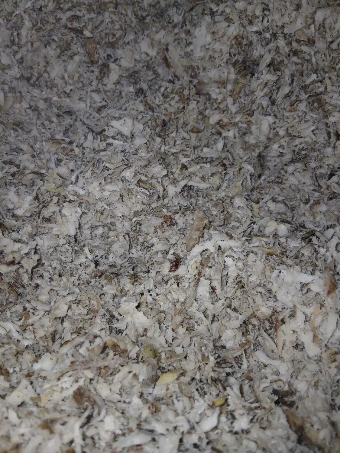 تفاله چقندرقند|عمدهفروشی|دشتابی, |دیوار