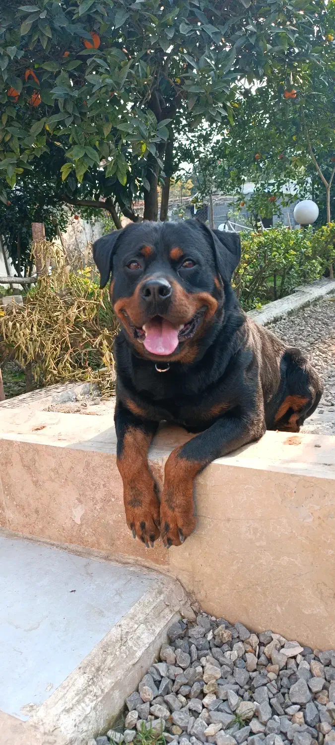 واگذاری سگ روتوایلر|سگ|امامزاده عبدالله, |دیوار