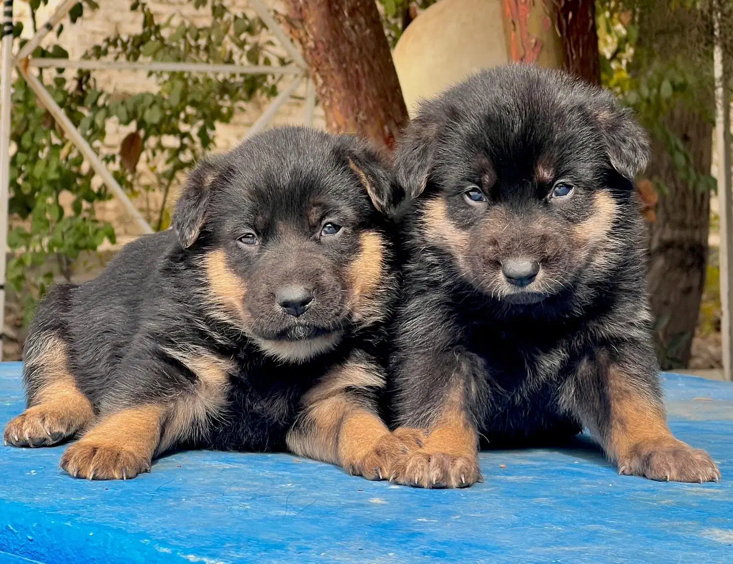 سگ ژرمن شپرد نروماده دوماهه باهم یکجای فی ۱۵ م ت|سگ|تهران, تهرانسر شرقی|دیوار