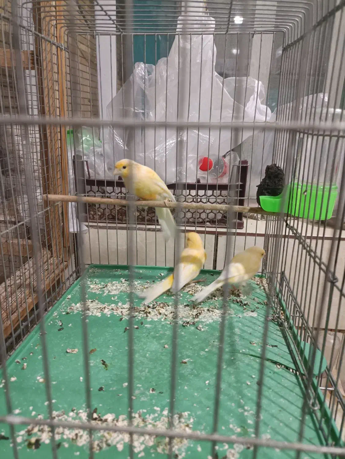 ۳ عدد قناری|پرنده|مرودشت, فرهنگ|دیوار