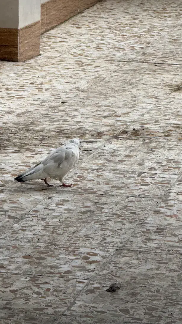 کبوتر پیدا شده|حیوانات|رشت, جهاد|دیوار