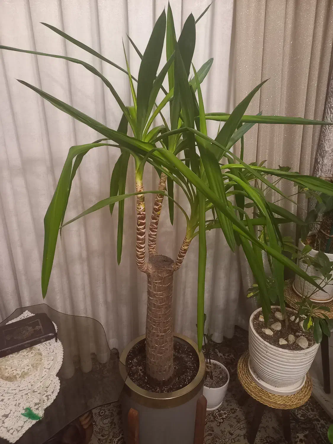 یوکا بنسای|گل و گیاه طبیعی|ری, دیلمان|دیوار