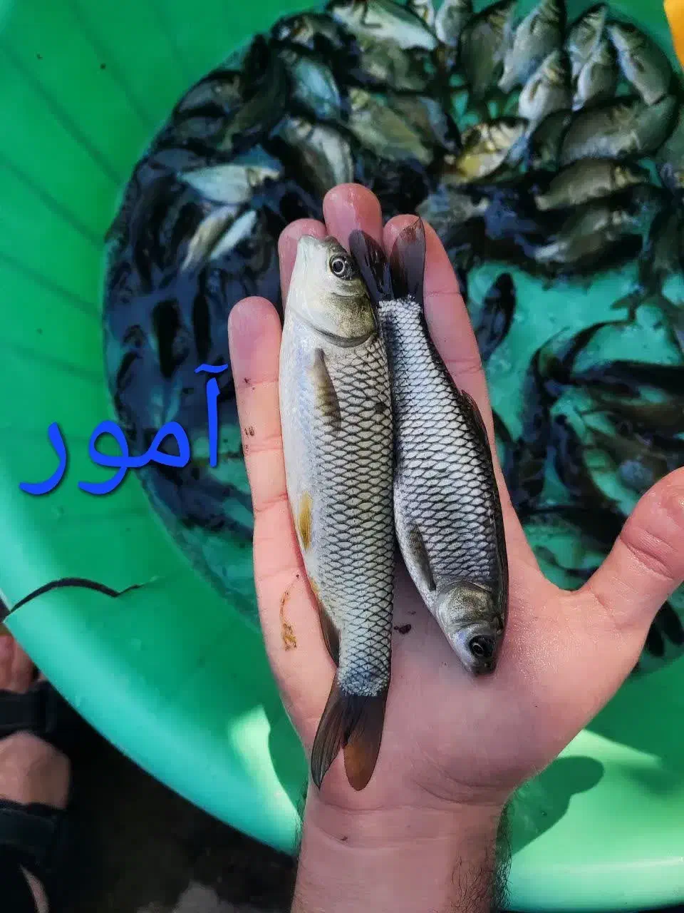 فروش ماهی کپور آمور|ماهی|اهواز, دانشگاه چمران|دیوار