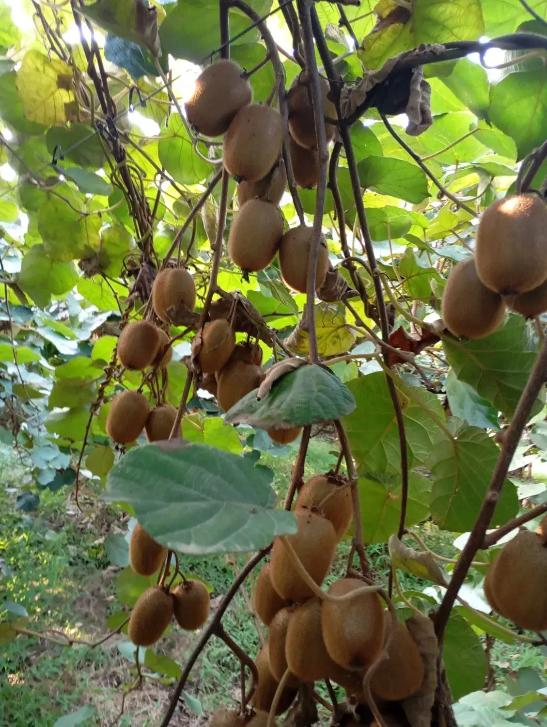 فروش کیوی درجه یک|خوردنی و آشامیدنی|گتاب, |دیوار