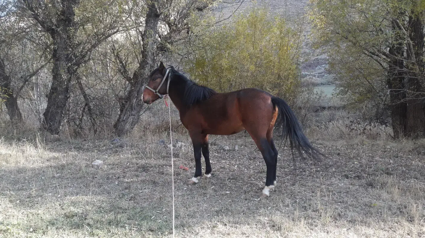 اسب عشایری|اسب و تجهیزات اسبسواری|چهارباغ, |دیوار