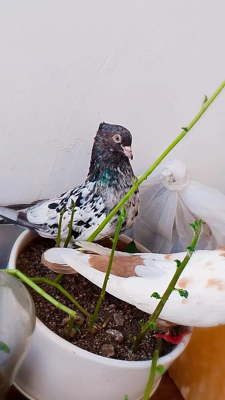 چهار عدد سینه سار زرد  میزون|پرنده|مشهد, شهید آوینی|دیوار