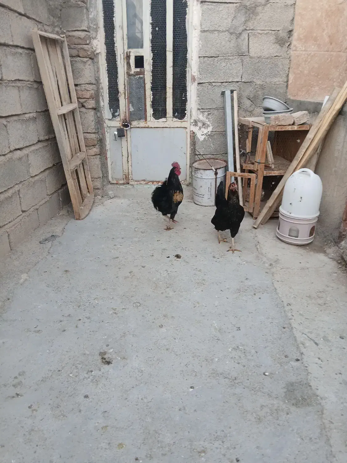 مرغ وخروس|حیوانات مزرعه|چگنی, |دیوار