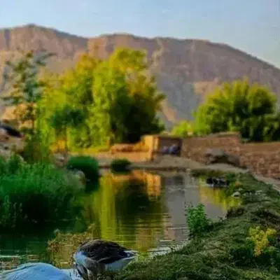 مرغ کُرچ|حیوانات مزرعه|دره شهر, |دیوار