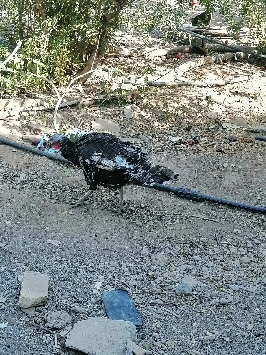 بوقلمون ماده|حیوانات مزرعه|مهریز, |دیوار