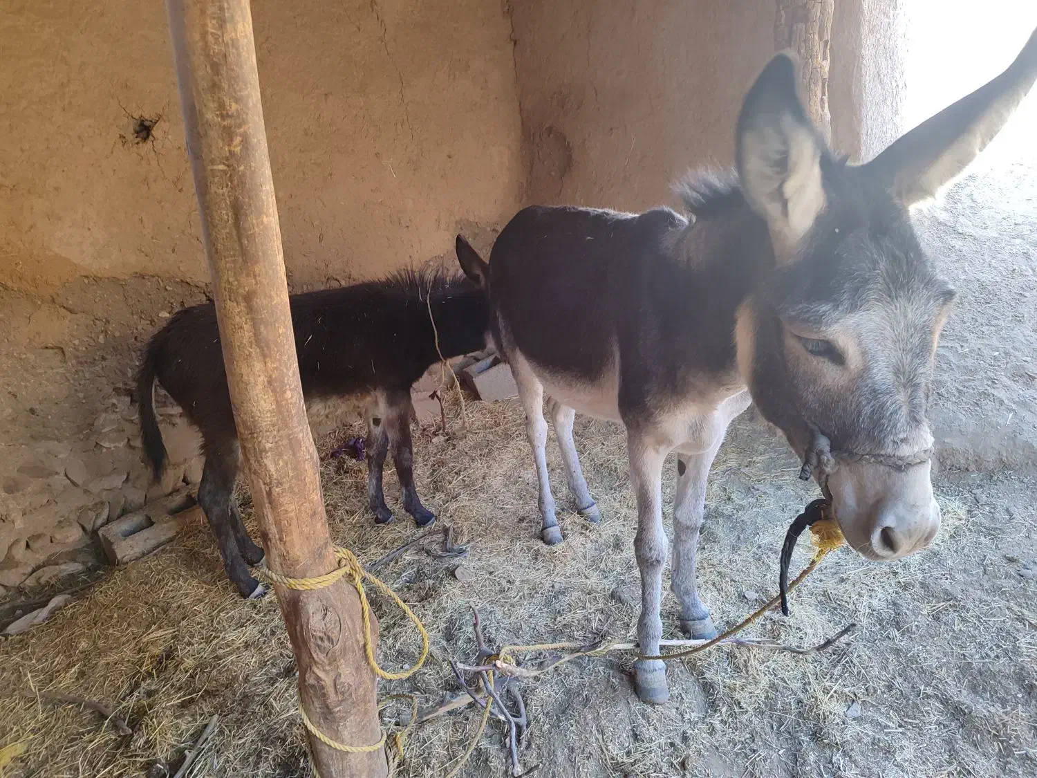 فروش خرماده و کره|حیوانات مزرعه|ماهنشان, |دیوار