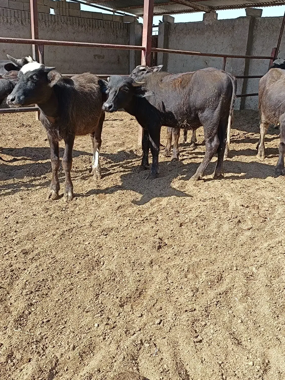 گوساله گاومیش اهوازی.گاو|حیوانات مزرعه|شیراز, نیستان|دیوار