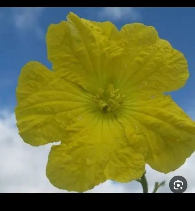 بذر پیچک. لوفا|گل و گیاه طبیعی|شوشتر, |دیوار