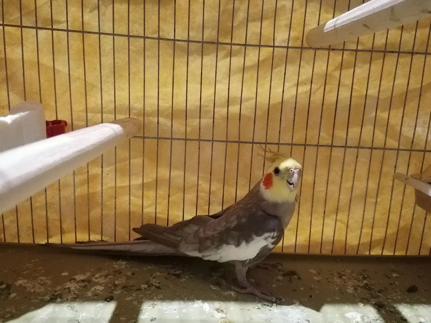 عروس هلندی نر دستی|پرنده|فیروزآباد (فارس), |دیوار