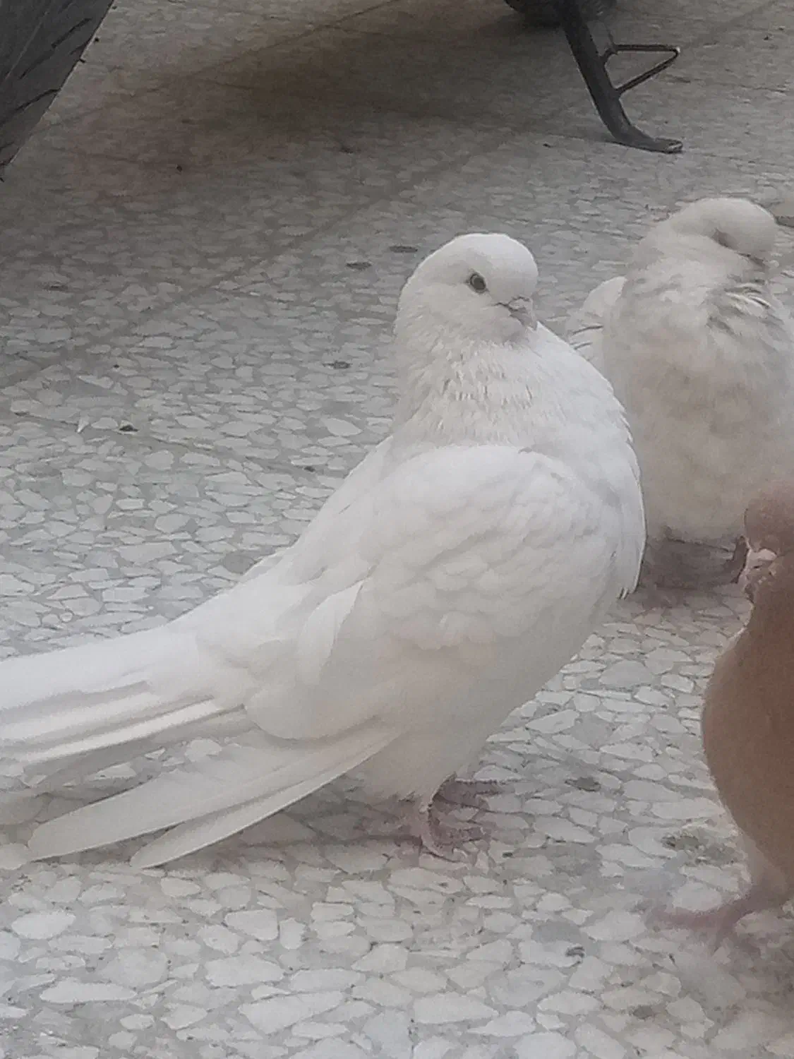 کفتر نرو ماده نوک فنج دونسته و جفت سیاه|پرنده|خمینیشهر, |دیوار