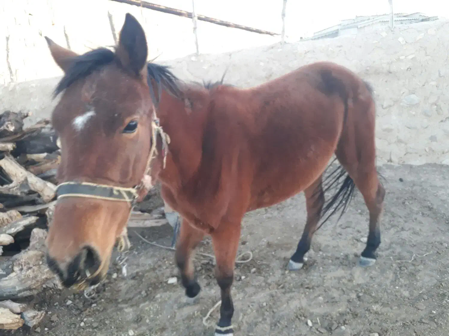 اسب|اسب و تجهیزات اسب‌سواری|کلاله, |دیوار