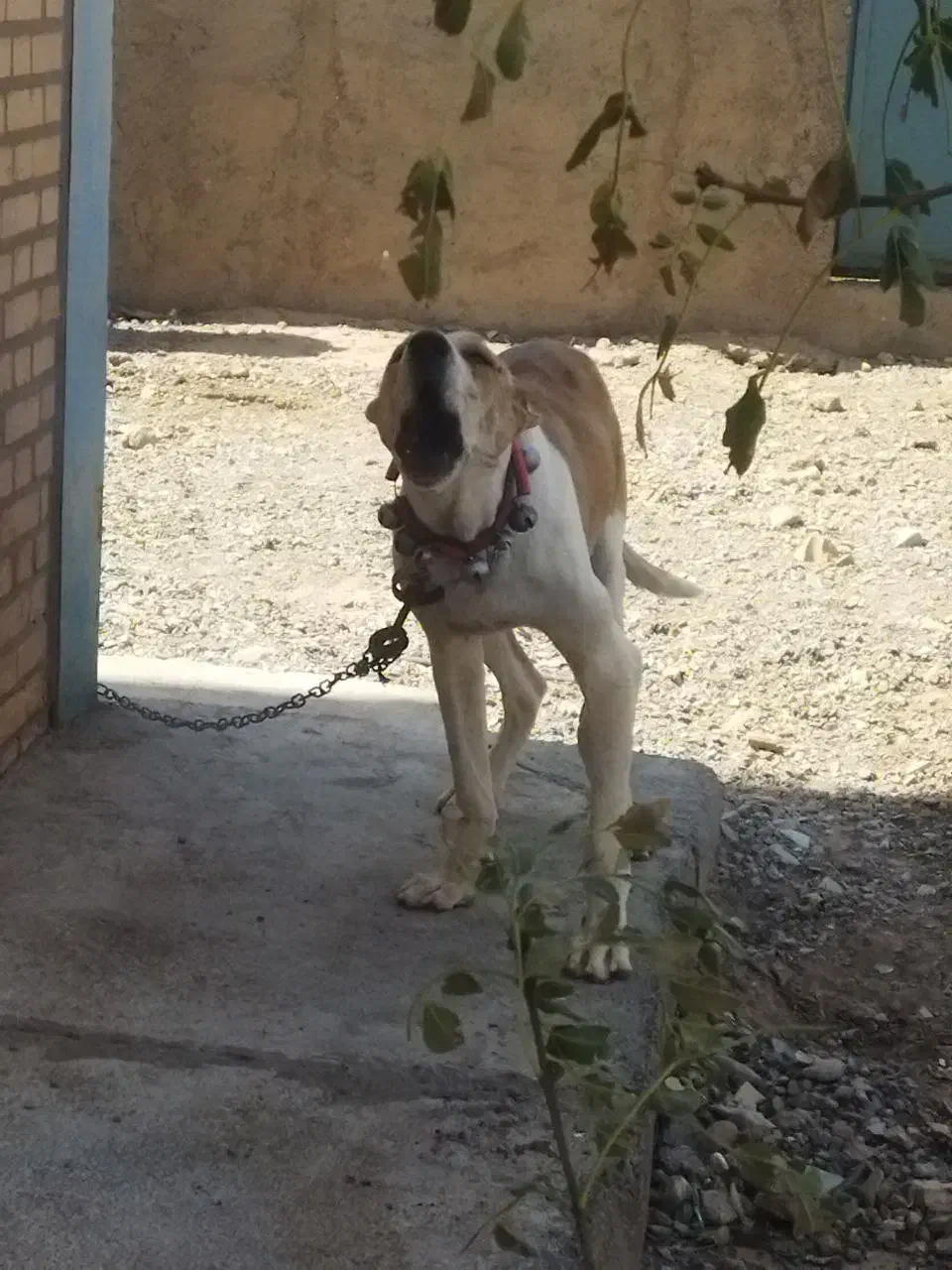 سگ گم شده|حیوانات|تایباد, |دیوار