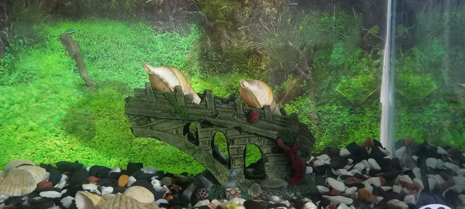 آکواریوم|ماهی|زابل, |دیوار