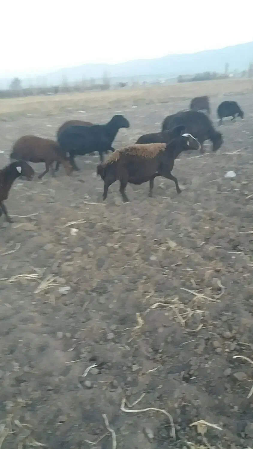 گوسفند گوشتیس|حیوانات مزرعه|سراب, |دیوار