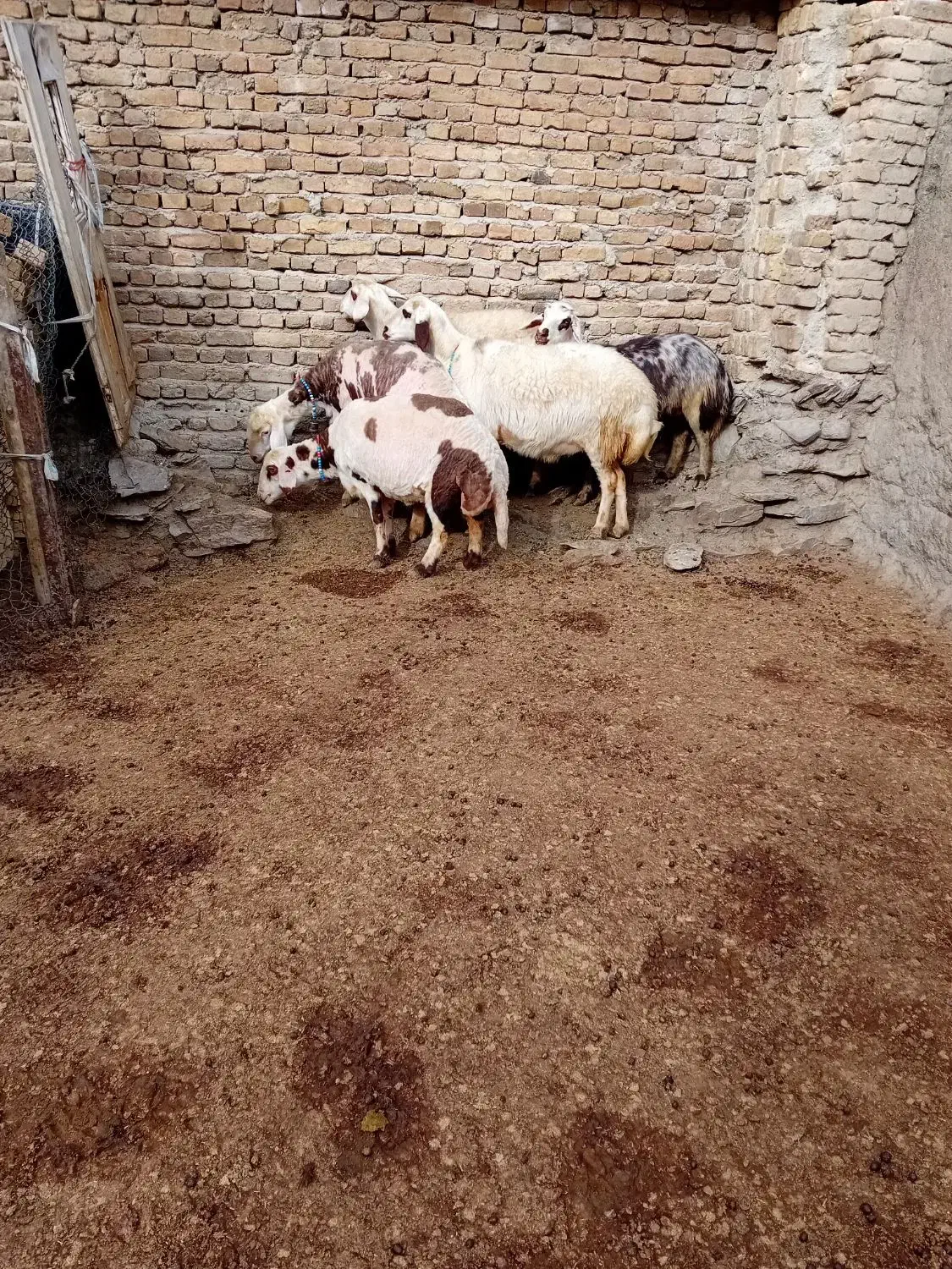 شیشک ابستن پلنگی|حیوانات مزرعه|زند, |دیوار