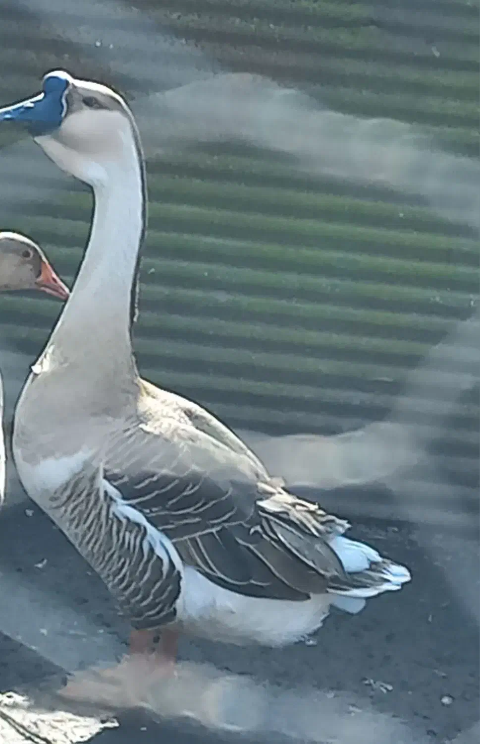 قوغاز نر|حیوانات مزرعه|رشت, نخودچر|دیوار