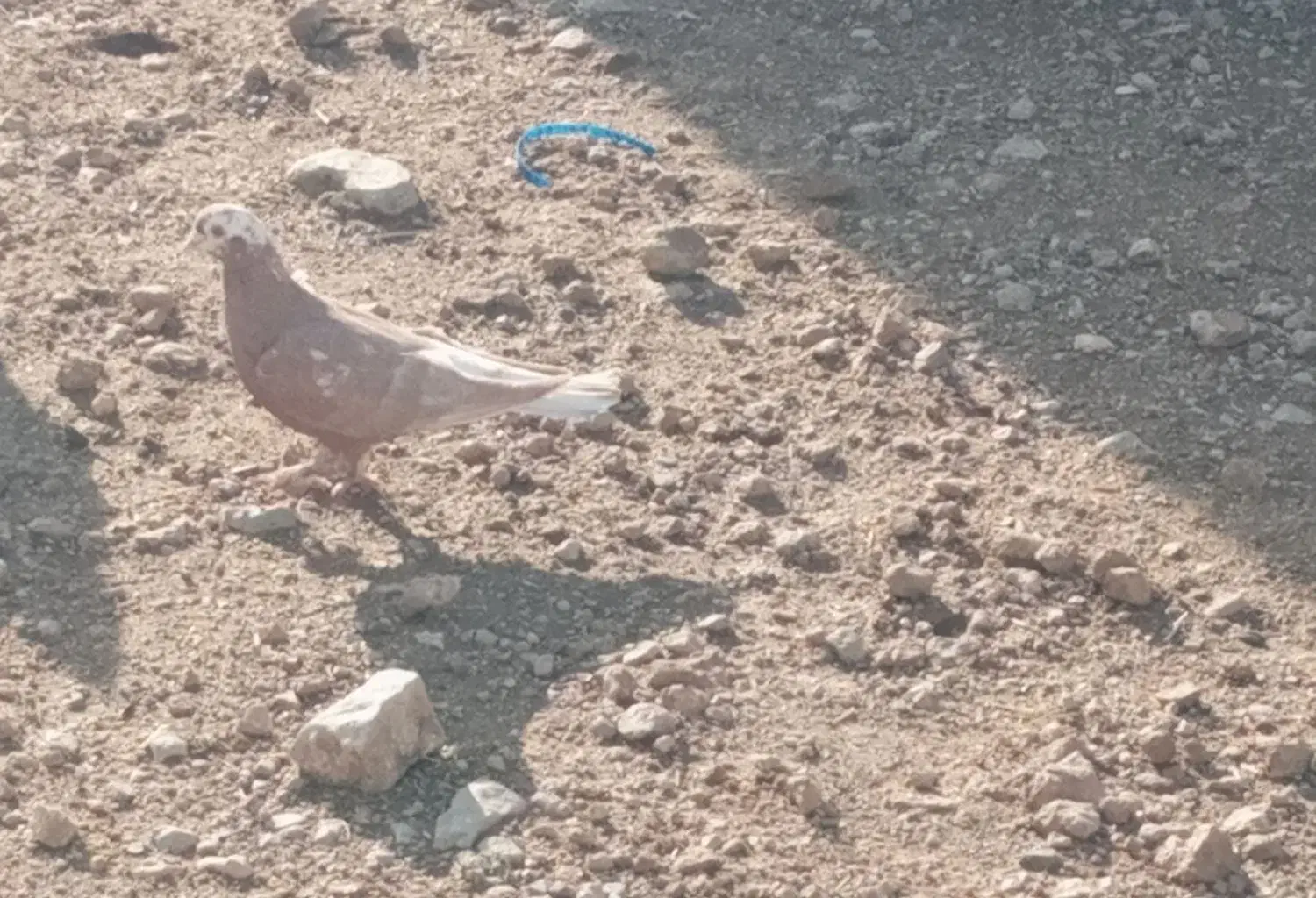 کبوتر|پرنده|سیاخ دارنگون, |دیوار