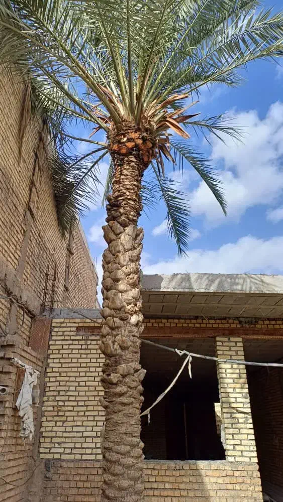 بریدن نخل|خدمات باغبانی و درختکاری|شادگان, |دیوار