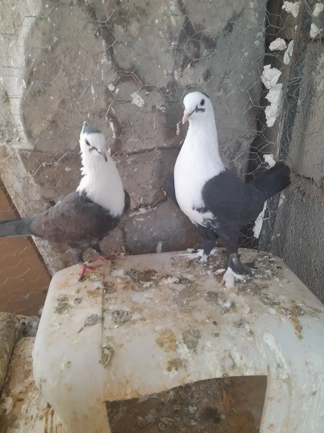 کبوتر|پرنده|مه ولات, |دیوار