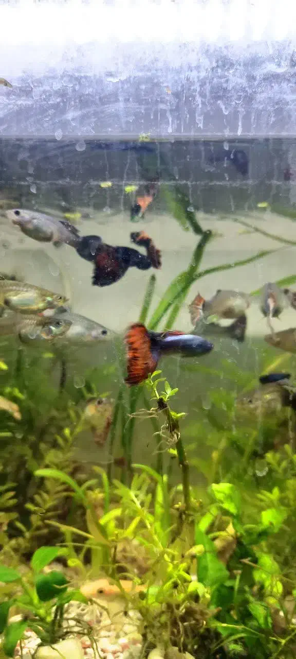 گوپی ویژه وارداتی|ماهی|اهواز, کوی مهدیس|دیوار