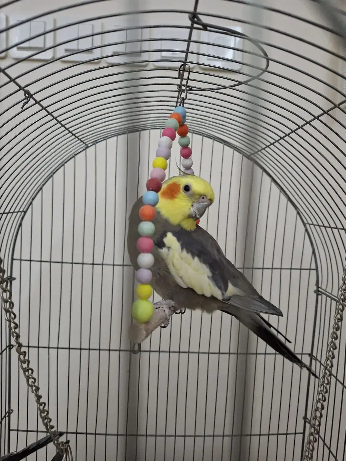 عروس هلندی|پرنده|ری, امین آباد|دیوار