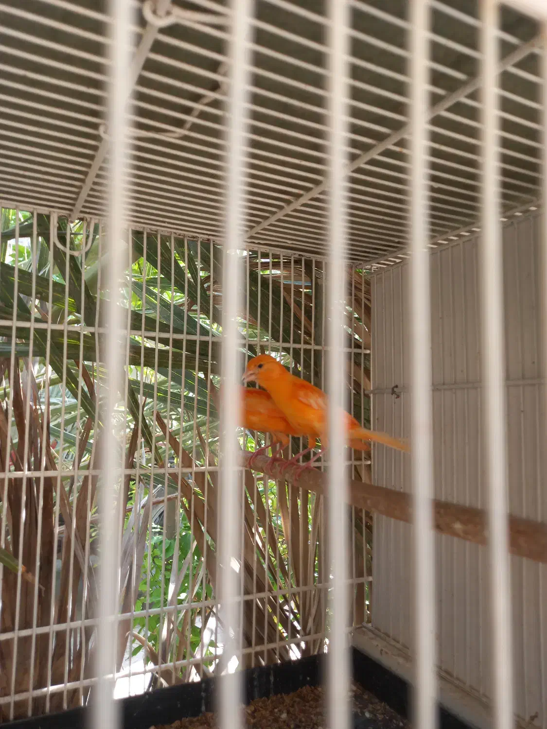 قناری.قناری لاکی .فروش سه جفت باهم|پرنده|اوز, |دیوار