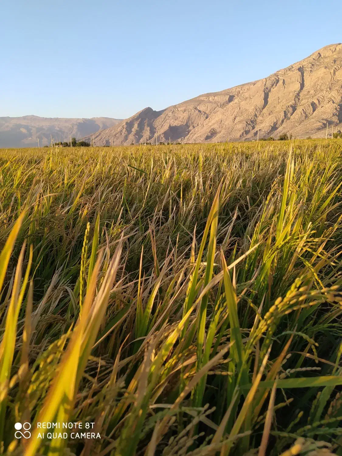 زمین کشاورزی|اجارهٔ دفتر صنعتی، کشاورزی، تجاری|درودزن, |دیوار