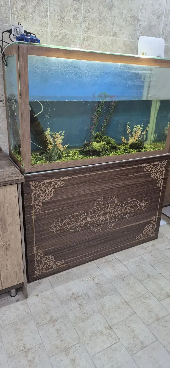 اکواریوم|ماهی|یزد, |دیوار