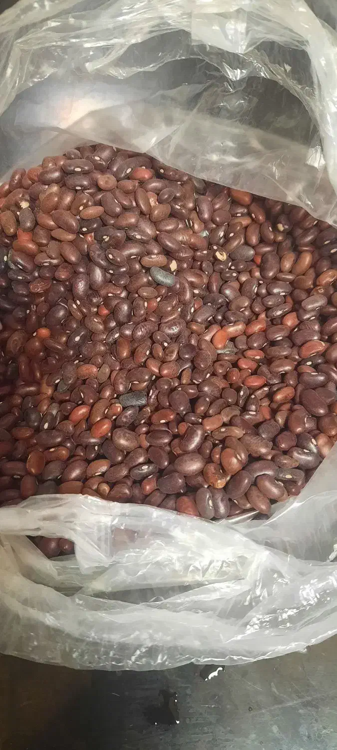 لوبیا قرمز|خوردنی و آشامیدنی|شیراز, شهرک بهشتی|دیوار