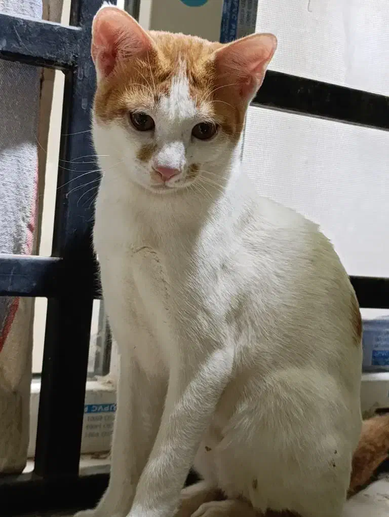 گربه گم شده|حیوانات|بندر گناوه, |دیوار