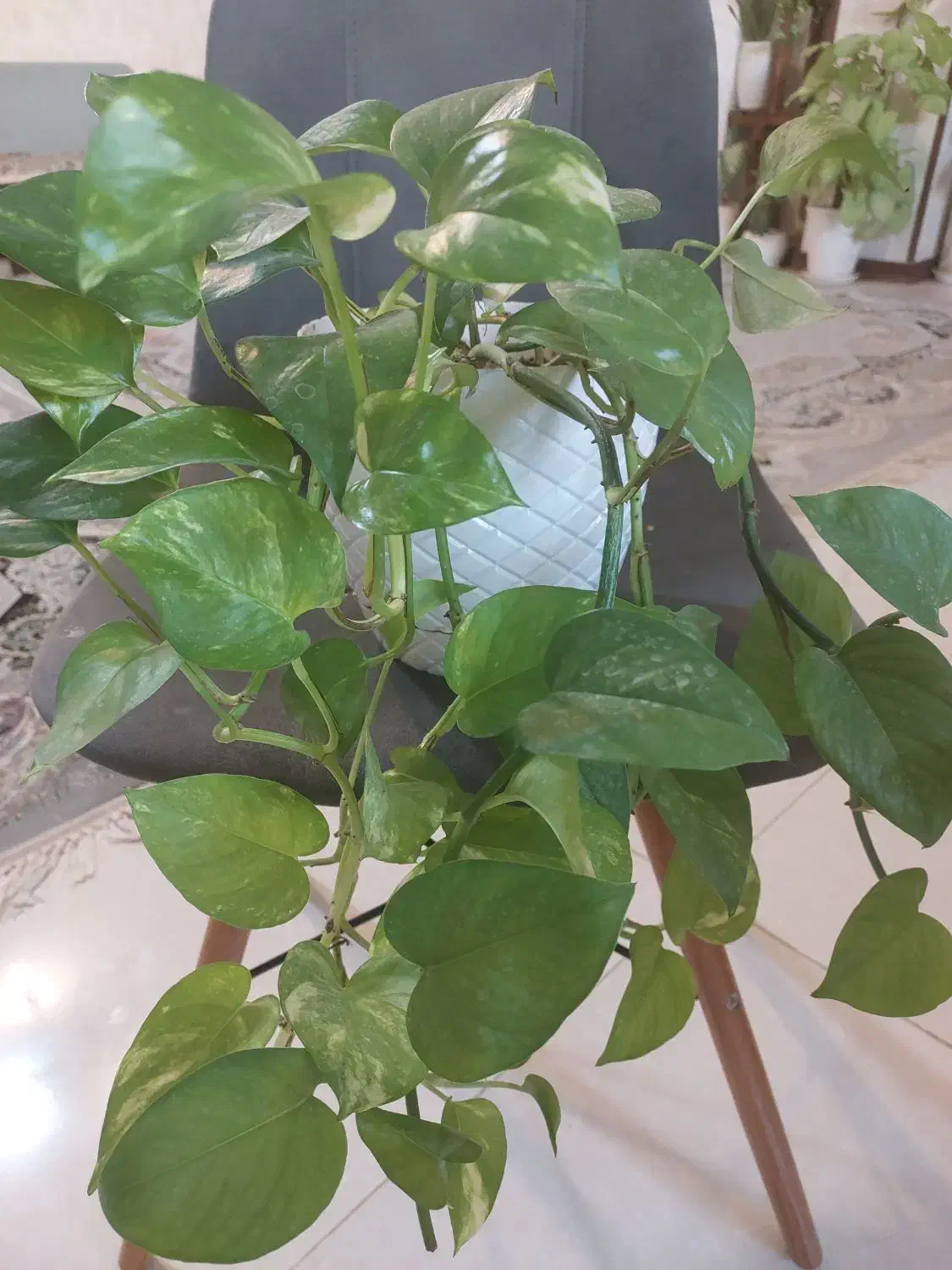 تعدادی گل پتوس|گل و گیاه طبیعی|صدرا-فارس, فاز ۲|دیوار